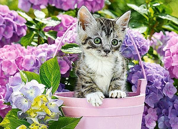 Puzzle 200 piese Kitten in Basket 222209 Castorland [2]