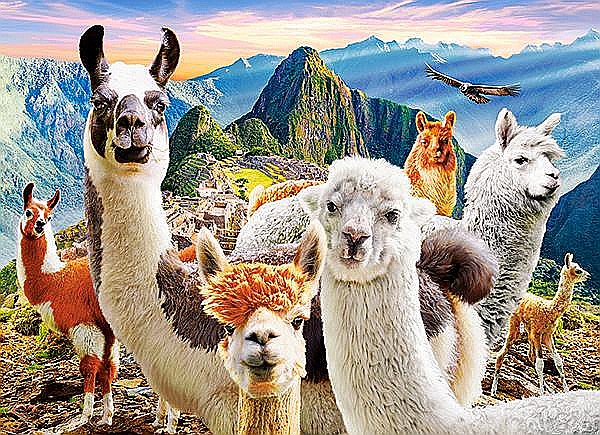 Puzzle 200 piese Llamas Selfie 222193 Castorland [2]