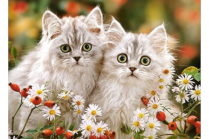 Puzzle 200 piese Persian Kittens 222131 [2]