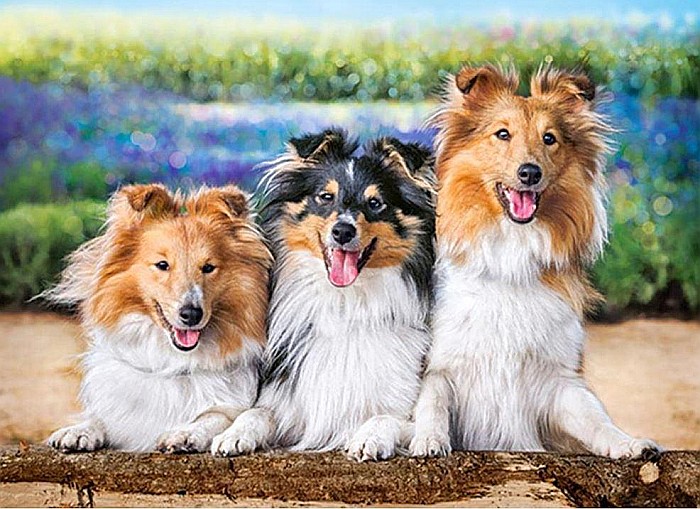 Puzzle 200 piese Shelties in the Lavender Garden 222117 [2]
