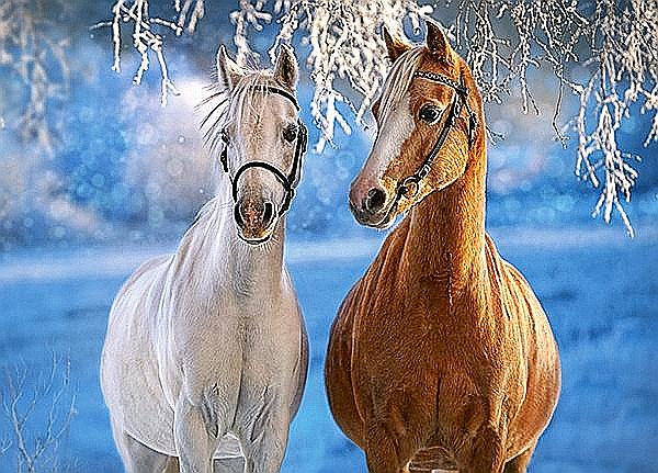 Puzzle 260 piese Winter Horses 27378 [2]