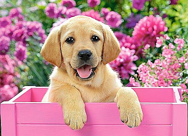 Puzzle 300 piese Labrador Puppy in Pink Box 30071 [2]