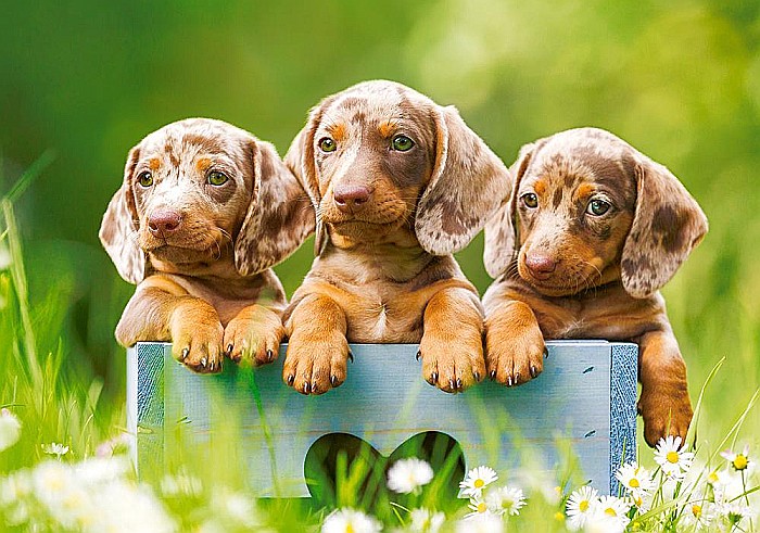Puzzle 500 piese Cute Dachshunds Castorland 53605 [2]