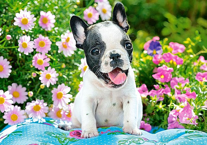 Puzzle 500 piese French Bulldog Puppy Castorland 53650 [2]