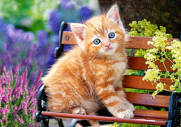 Puzzle 500 piese Ginger Kitten 52240 [2]