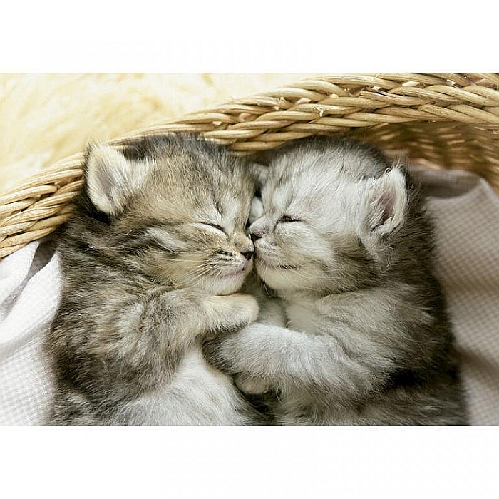 Puzzle 500 piese Sweet Kittens Educa 19004 [2]