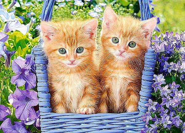 Puzzle 60 piese Ginger Kittens Castorland 66247 [2]