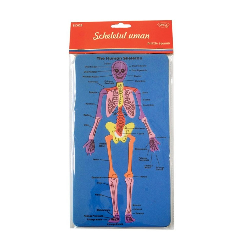 Set didactic - SD028 Scheletul uman DACO [1]