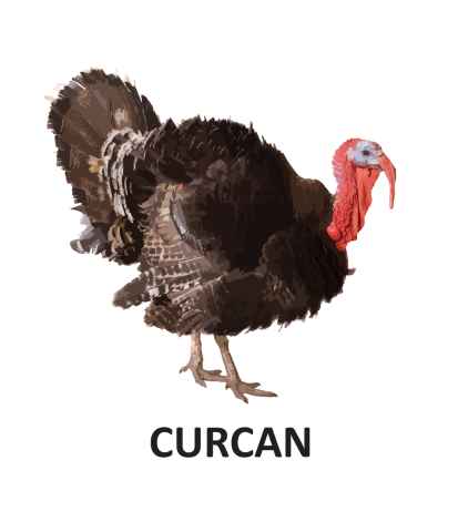 Animale domestice – Carte pliata cartonata 0-2 ani DPH [3]