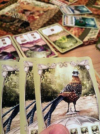 Fancy Feathers [3]