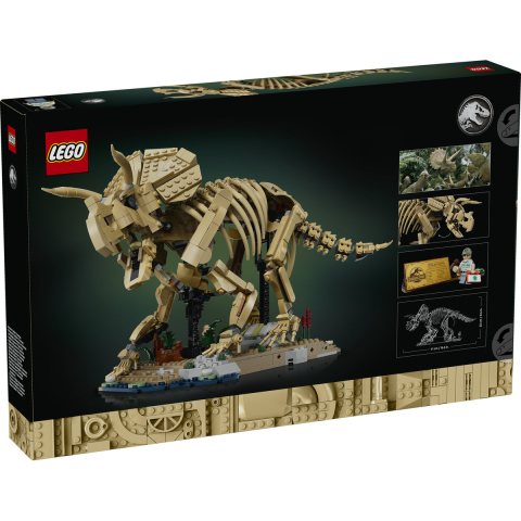 Fosile de dinozaur: Triceratops [2]
