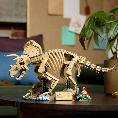 Fosile de dinozaur: Triceratops [5]