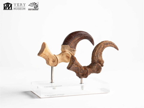 Jurassic Park ECC Elite Creature Line Statue Velociraptor Foot Claw and Fossil Claw Set 20 cm [11]