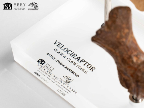 Jurassic Park ECC Elite Creature Line Statue Velociraptor Foot Claw and Fossil Claw Set 20 cm [12]