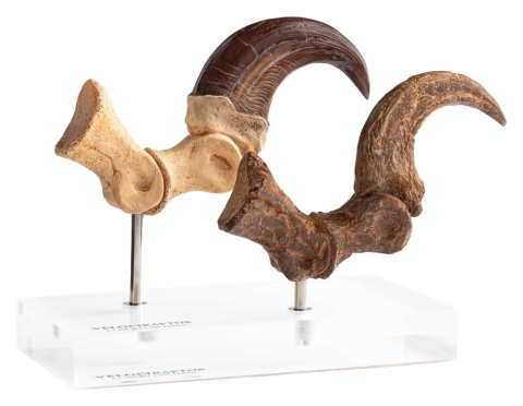 PRECOMENZI - Jurassic Park ECC Elite Creature Line Statue Velociraptor Foot Claw and Fossil Claw Set 20 cm