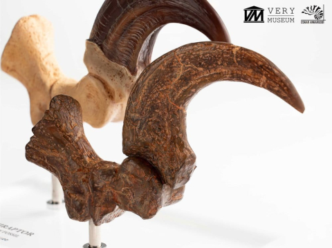 Jurassic Park ECC Elite Creature Line Statue Velociraptor Foot Claw and Fossil Claw Set 20 cm [4]