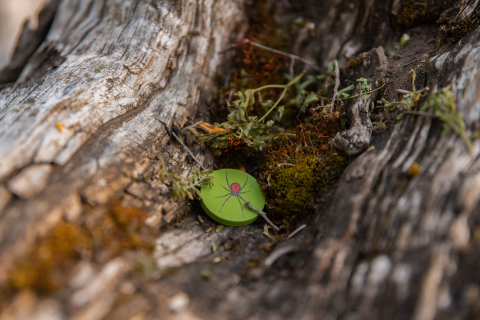 Nestlings [1]