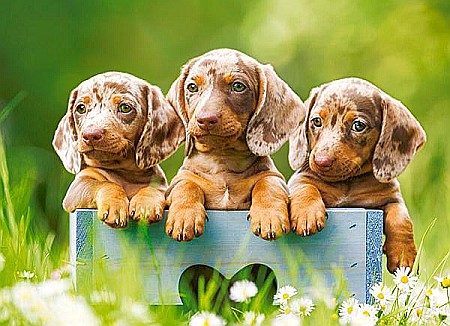 Puzzle 100 piese Cute Dachshunds Castorland 111213 [1]