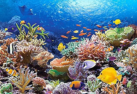 Puzzle 1000 piese - Puzzle 1000 piese Coral Reef Fishes 101511