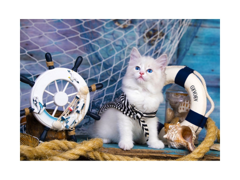 Puzzle 1000 piese Enjoy – Captain Kitten [1]