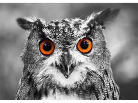 Puzzle 1000 piese Enjoy – Curious Owl [1]