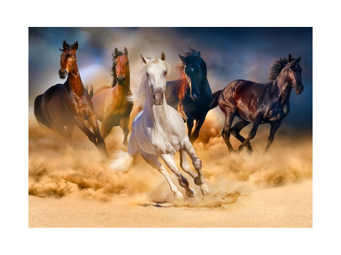 Puzzle 1000 piese Enjoy – Horses Running in the Desert [1]