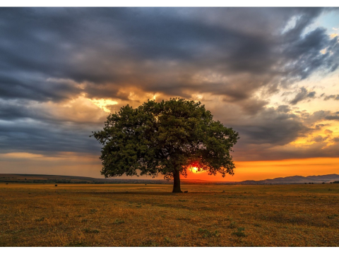 Puzzle 1000 piese Enjoy – Leaves Eclipse [1]