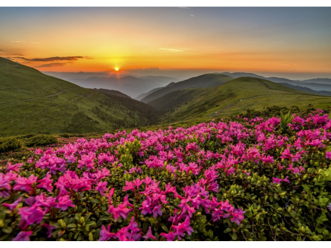 Puzzle 1000 piese Enjoy – Pink Dusk [1]