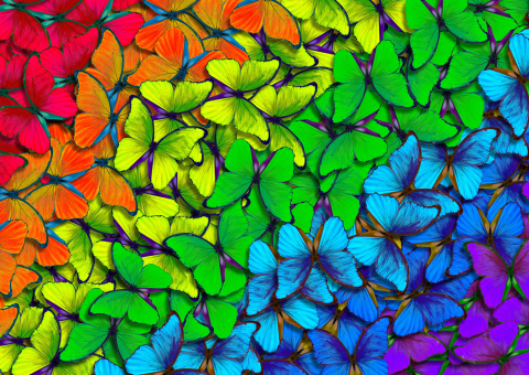 Puzzle 1000 piese Enjoy – Rainbow Butterflies [1]