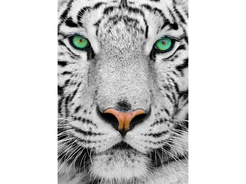 Puzzle 1000 piese Enjoy – White Siberian Tiger [1]