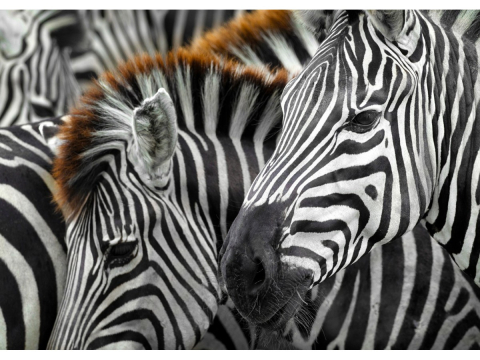 Puzzle 1000 piese Enjoy – Zebras [1]