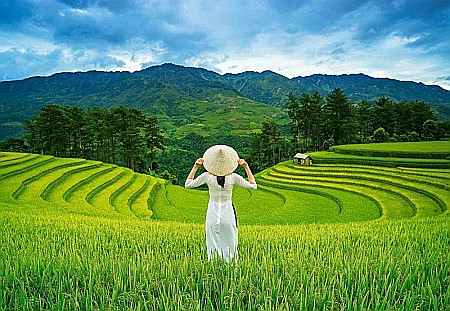 Puzzle 1000 piese Rice fields in Vietnam 105052 Castorland [1]
