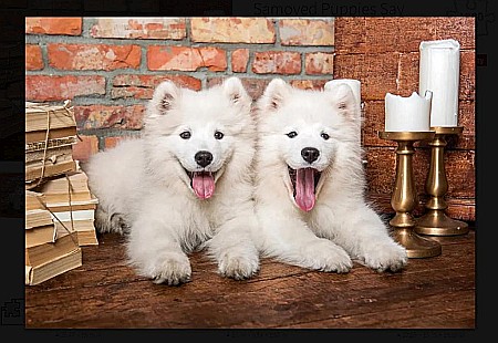 Puzzle 1000 piese Samoyed Puppies Say Hello Castorland 105137 [1]