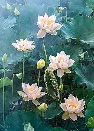 Puzzle 1000 piese White Lotus 30158 Cherry Pazzi [2]