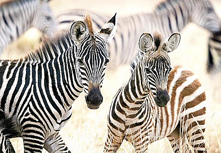 Puzzle 1000 piese Young Zebras 105021 Castorland [1]
