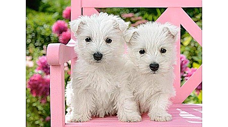 Puzzle 120 piese Catelusi Terrier 13494 [1]