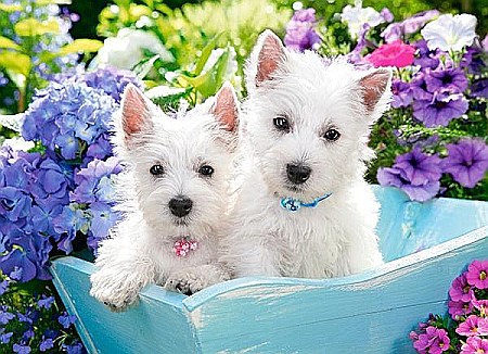 Puzzle 200 piese Catelusi Westie 222032 [1]