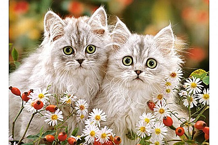 Puzzle 200 piese Persian Kittens 222131 [1]