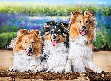 Puzzle 200 piese Shelties in the Lavender Garden 222117 [1]