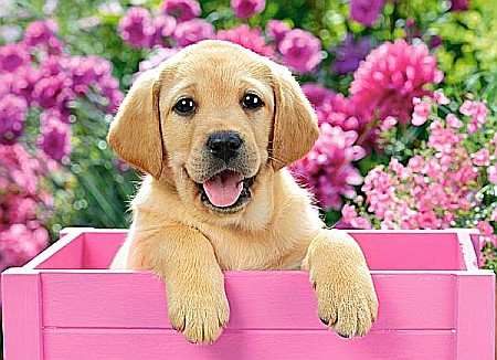 Puzzle 300 piese Labrador Puppy in Pink Box 30071 [1]