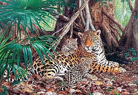 Puzzle - Puzzle 3000 piese Jaguars in the Jungle 300280