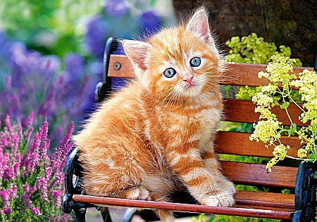 Puzzle 500 piese Ginger Kitten 52240 [1]