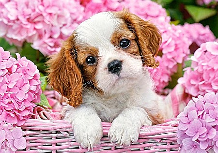 Puzzle 500 piese Pup in Pink Flowers 52233 [1]