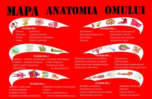 Mapa anatomia omului [1]