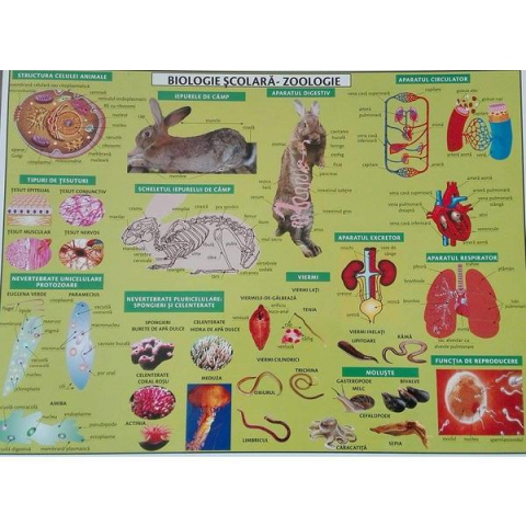 Culegeri Auxiliare - Plansa Biologie scolara. Zoologie