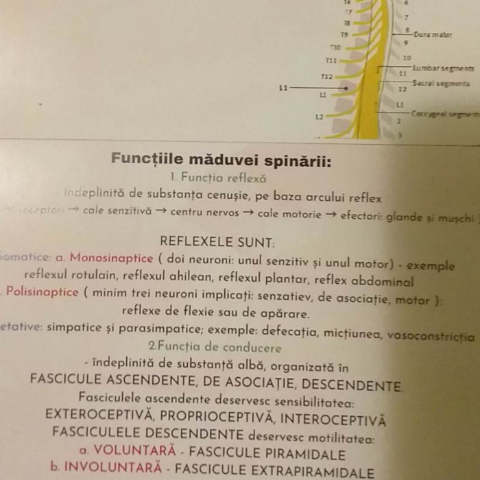 CARDURI DE BIOLOGIE PENTRU BACALAUREAT– ANATOMIE ȘI GENETICA [4]