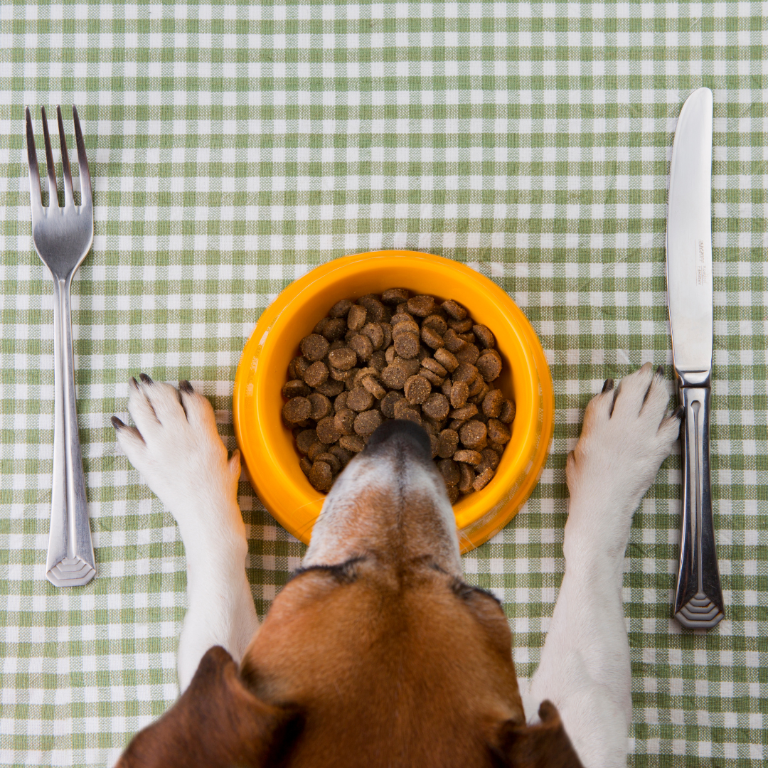Hrană veterinară pentru câini: Ghidul complet al dietelor veterinare