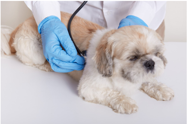 Rubrica veterinara- Câinele meu vomită: cauze și tratament
