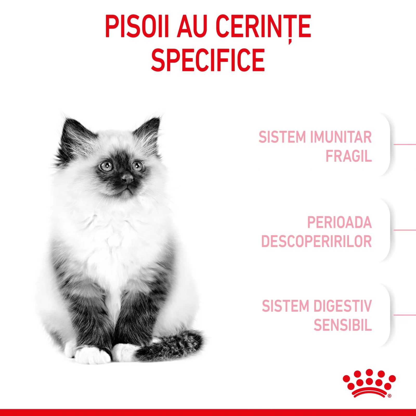 Royal Canin Kitten, Hrana Uscata Pisici Junior, 2 kg [4]