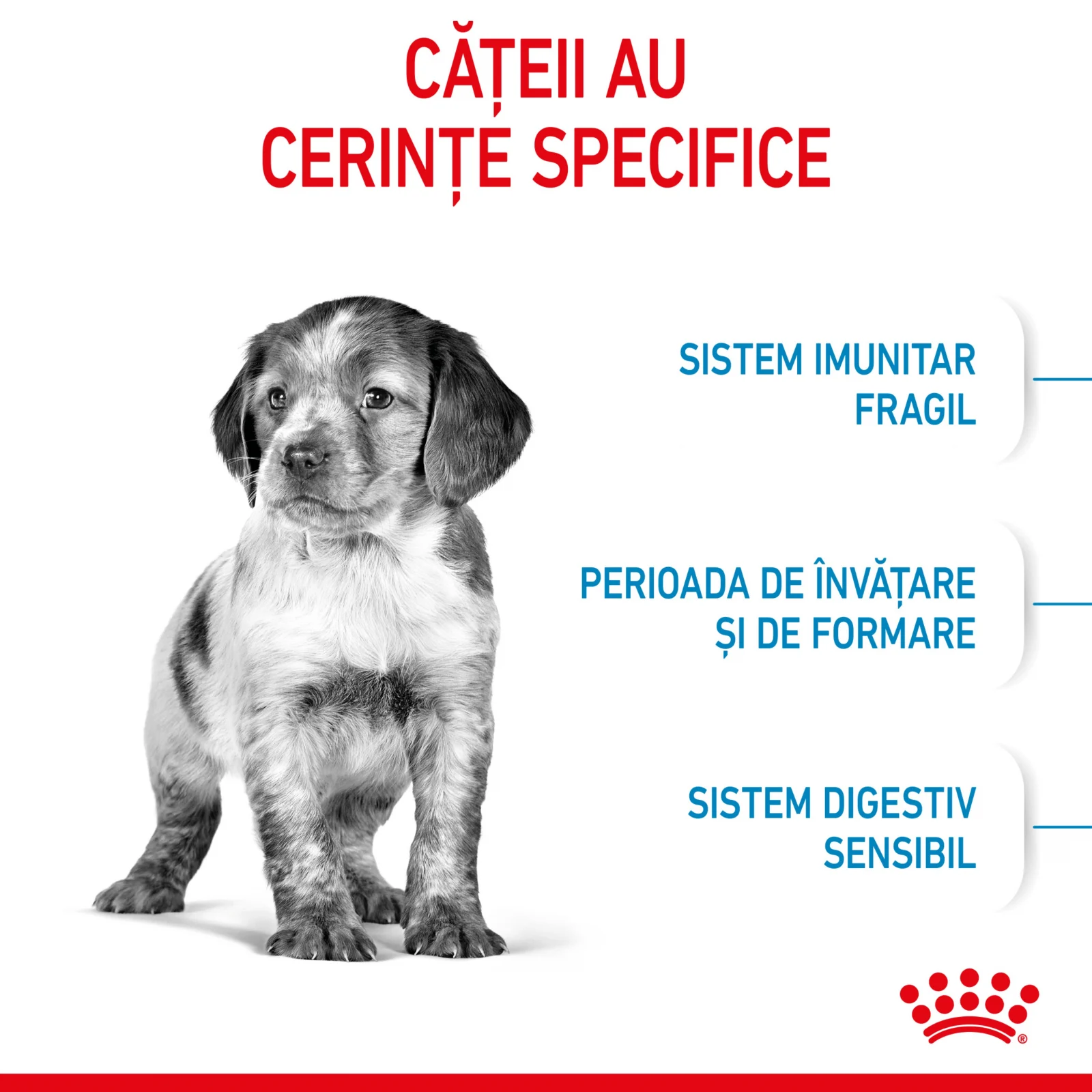 Royal Canin Medium Puppy Dog, Hrana Uscata Catei Junior, 15 kg [4]